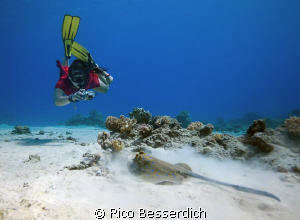 Blue spotted stingray & female freediver with uw camera. ... by Rico Besserdich 